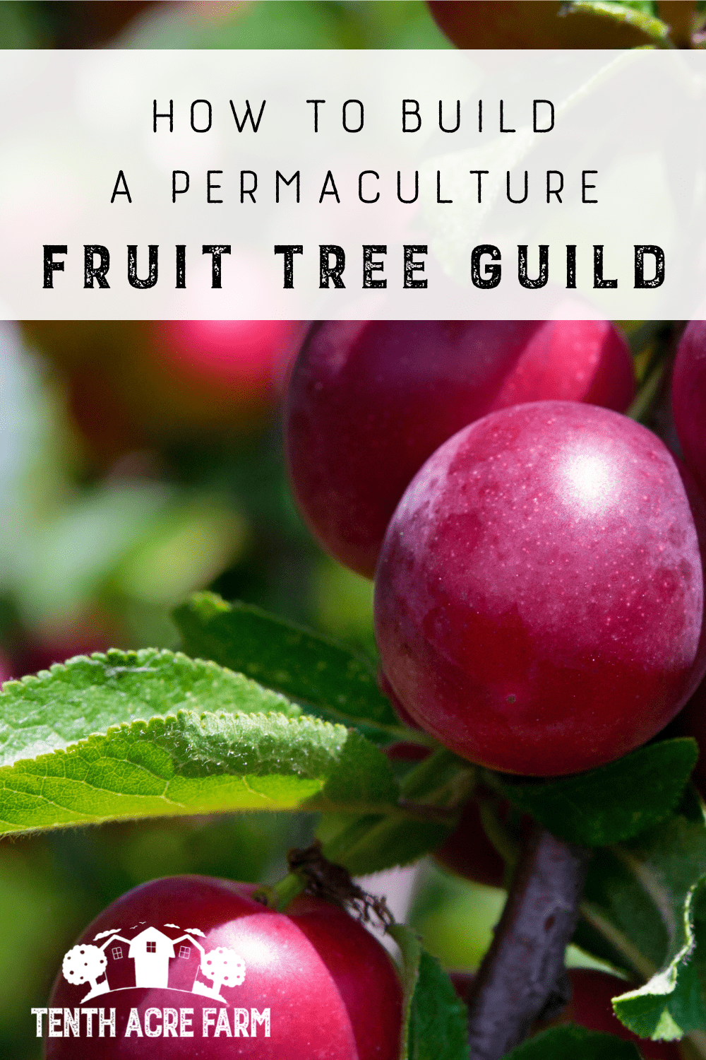 How to Build a Permaculture Fruit Tree Guild Tenth Acre Farm