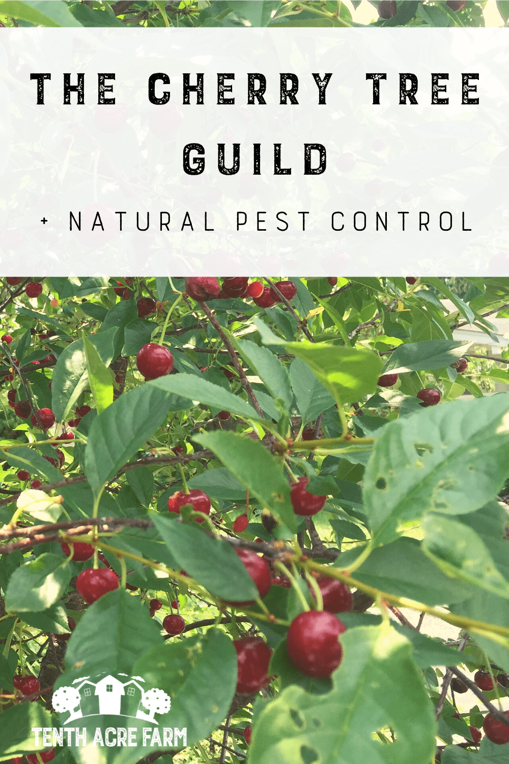 The Cherry Tree Guild and Natural Pest Control - Tenth Acre Farm