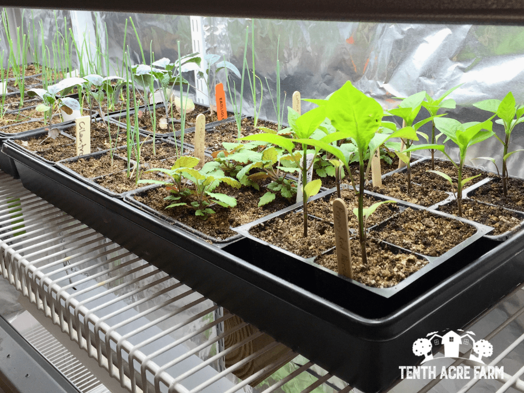 Starting Seeds Indoors A StepbyStep Guide Tenth Acre Farm