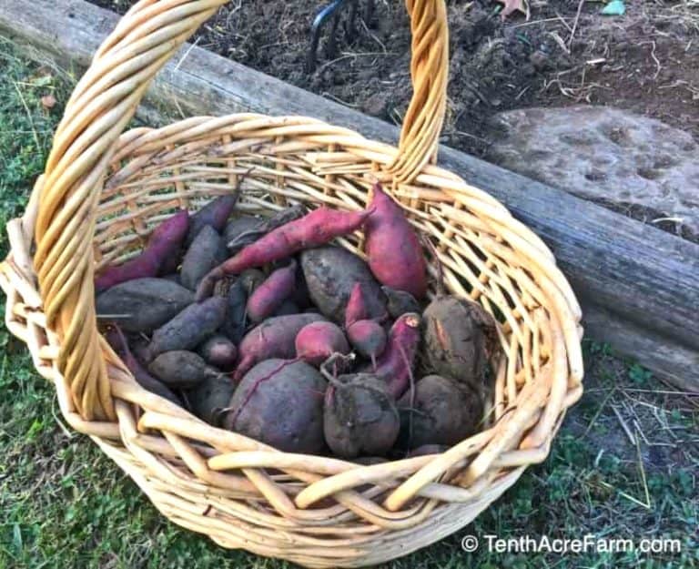 Harvesting, Curing, and Storing Sweet Potatoes Tenth Acre Farm