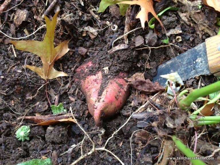 Harvesting, Curing, and Storing Sweet Potatoes Tenth Acre Farm