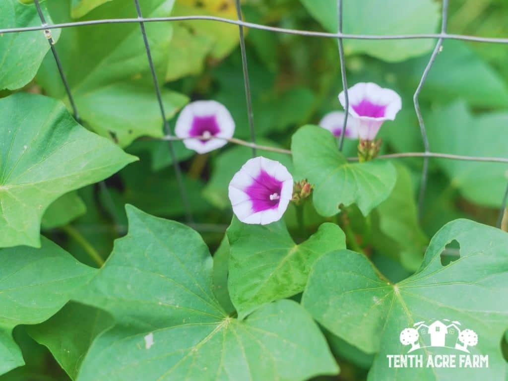 Harvesting, Curing, and Storing Sweet Potatoes Tenth Acre Farm