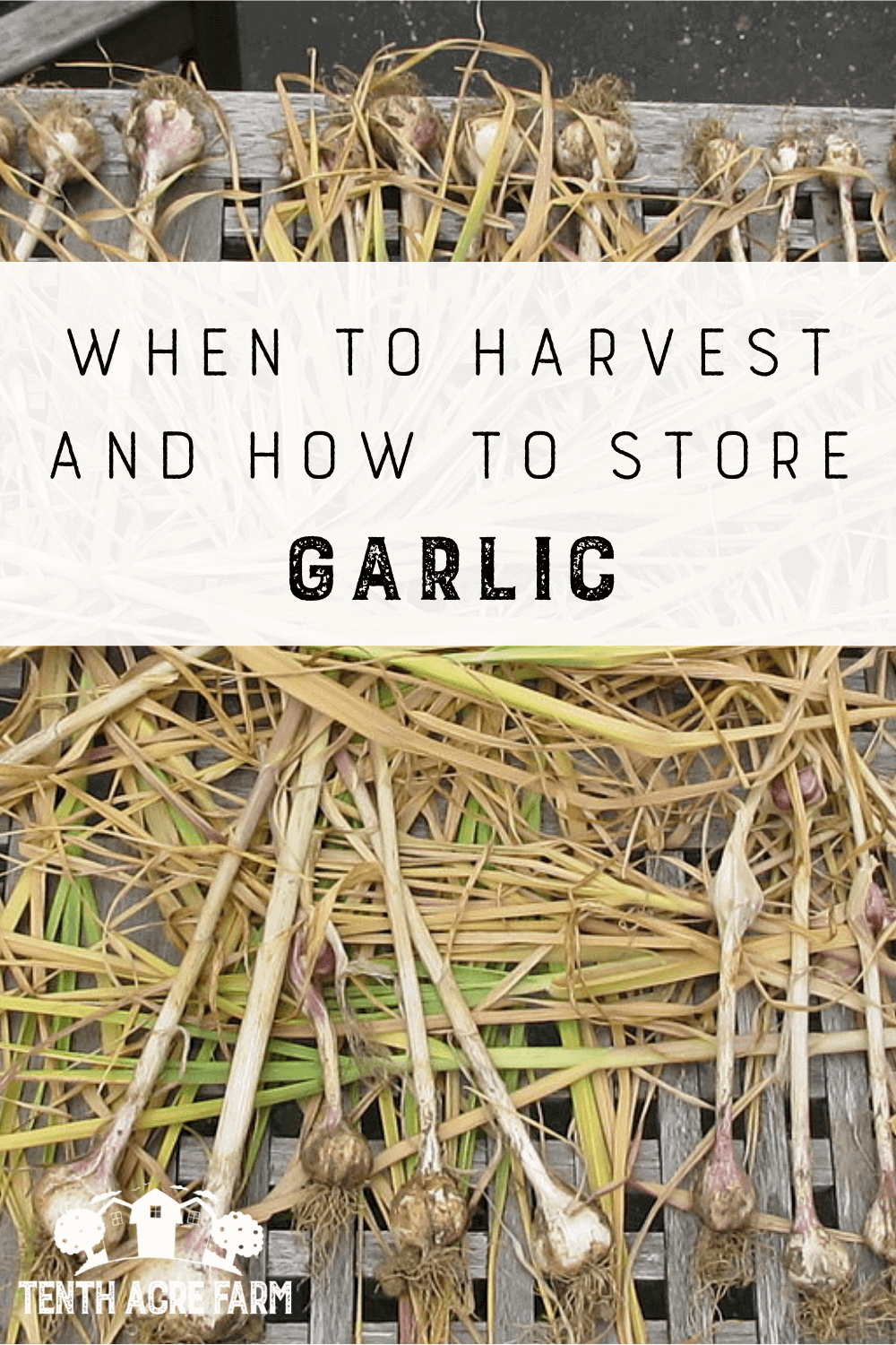 When to Harvest & How to Store Garlic - Tenth Acre Farm