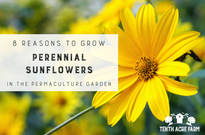 8 Reasons to Grow Perennial Sunflowers