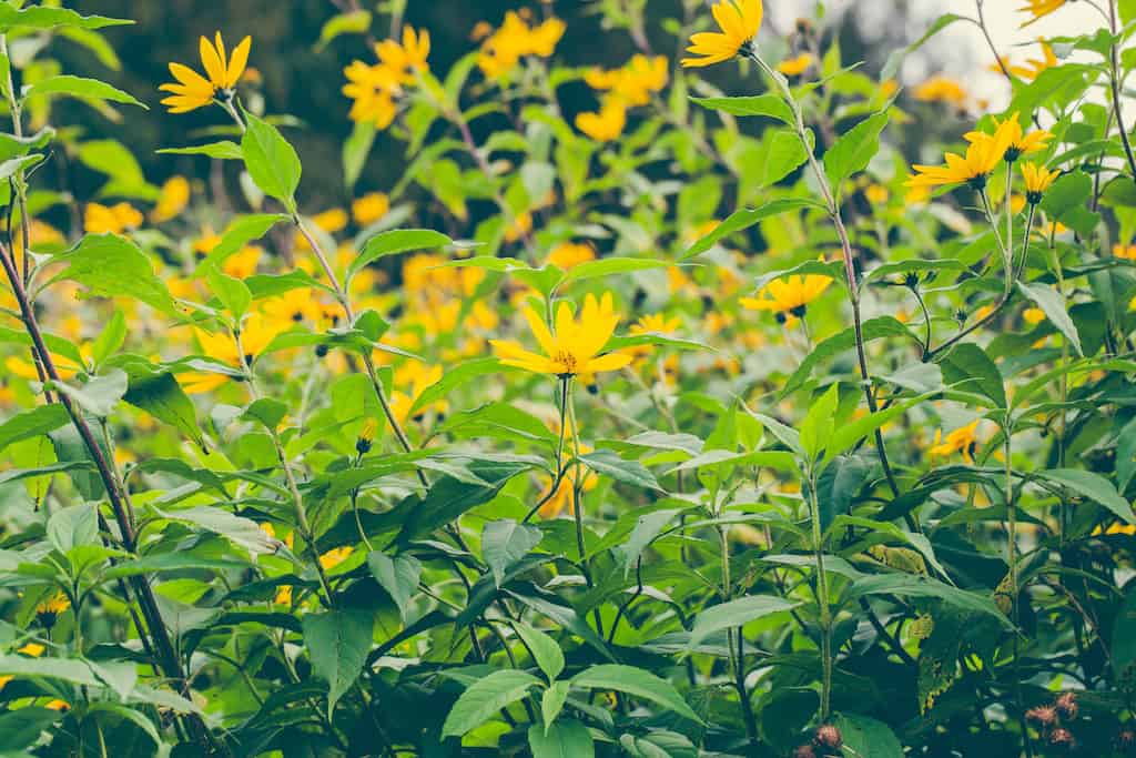 8 Reasons to Grow Perennial Sunflowers in the Permaculture Garden Tenth Acre Farm