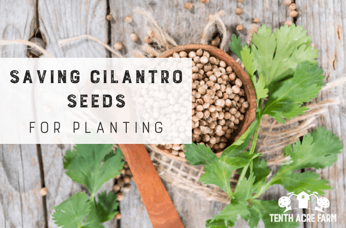 Saving Cilantro Seeds for Planting