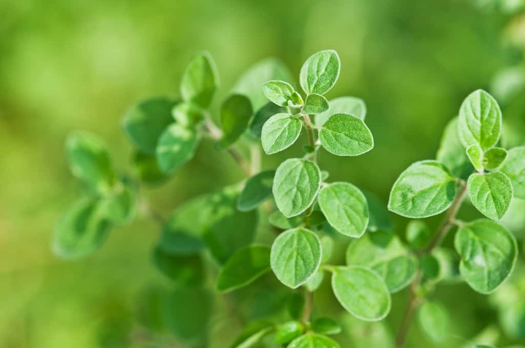 6 Reasons to Grow Oregano in the Garden Tenth Acre Farm