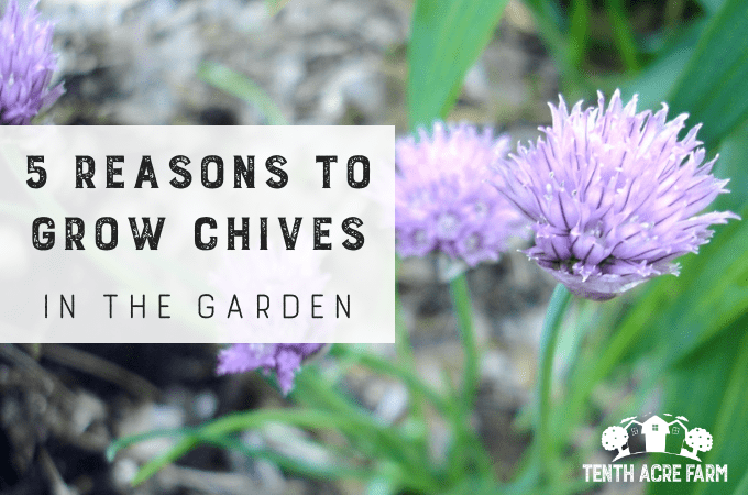 benefits of chives in the garden