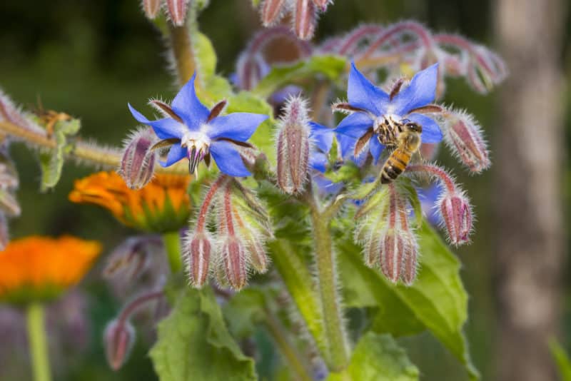 Borage flowers with bee