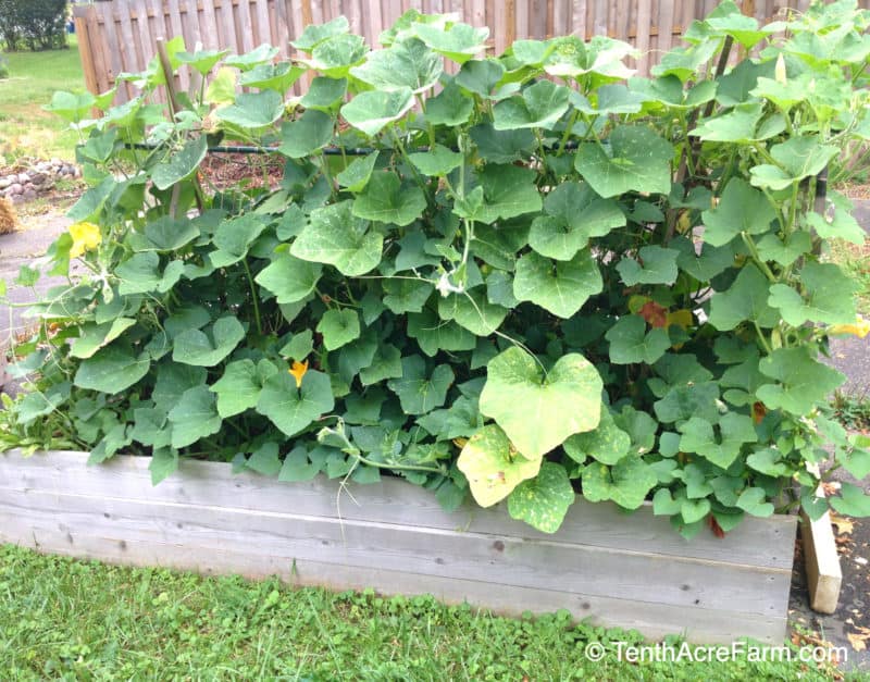 winter squash growing in raised beds on my driveway