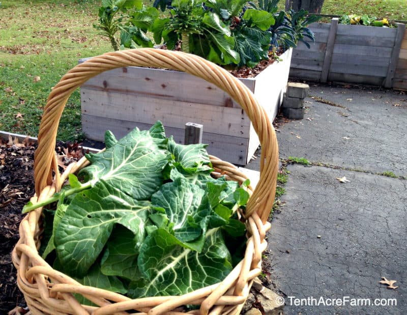 collard greens harvested from raised beds on my driveway