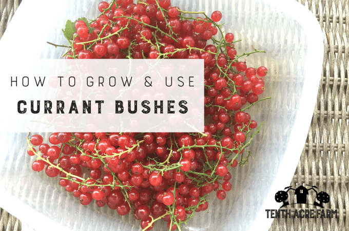 How to Grow and Use Currant Bushes - Tenth Acre Farm