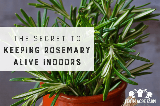 Growing rosemary indoors is a little tricky. If you experience cold winters, follow these tips to keep your potted rosemary alive inside. #growingherbs