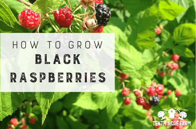 black raspberry bush