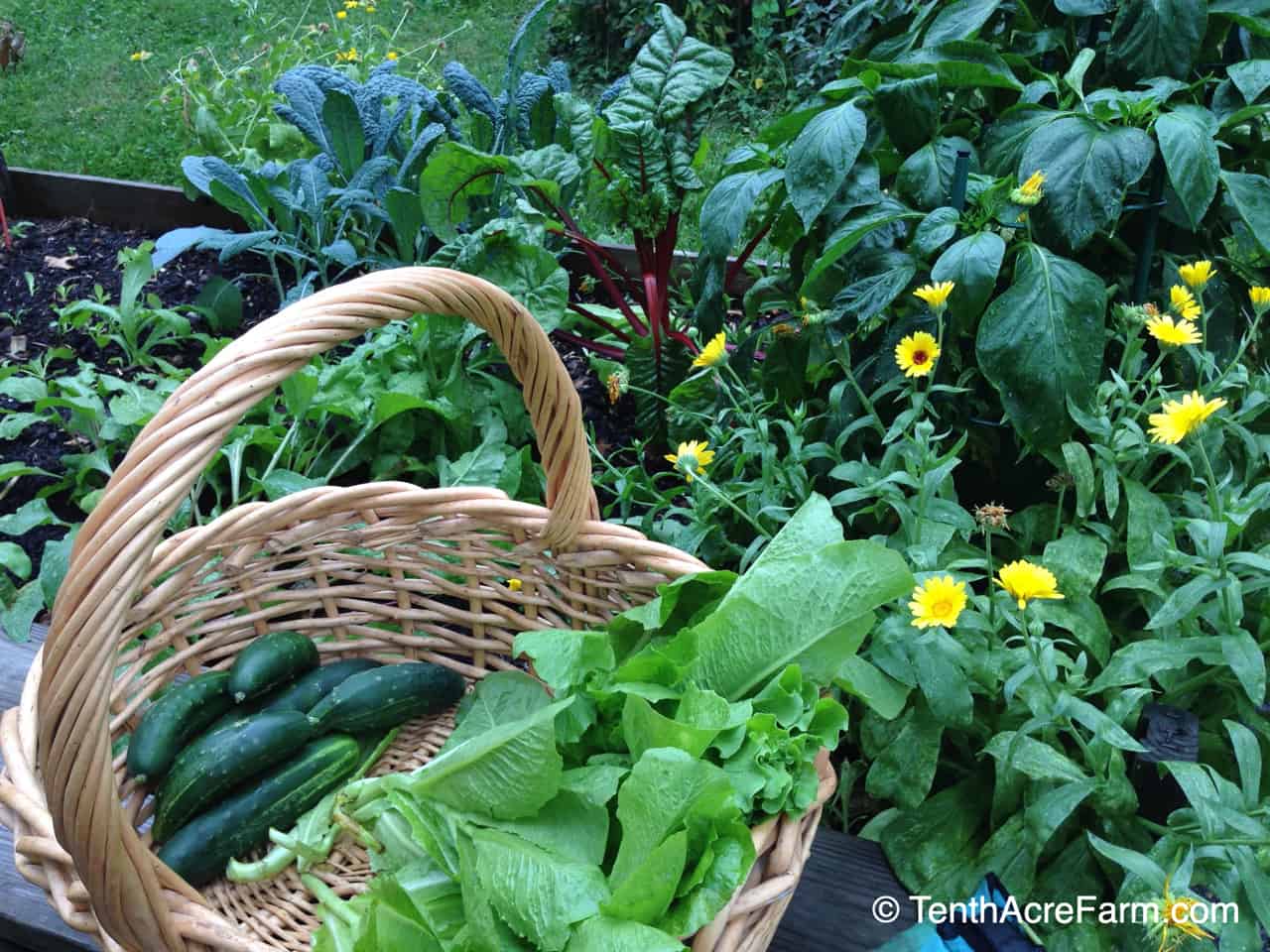 6 Flowers to Grow in the Vegetable Garden Tenth Acre Farm
