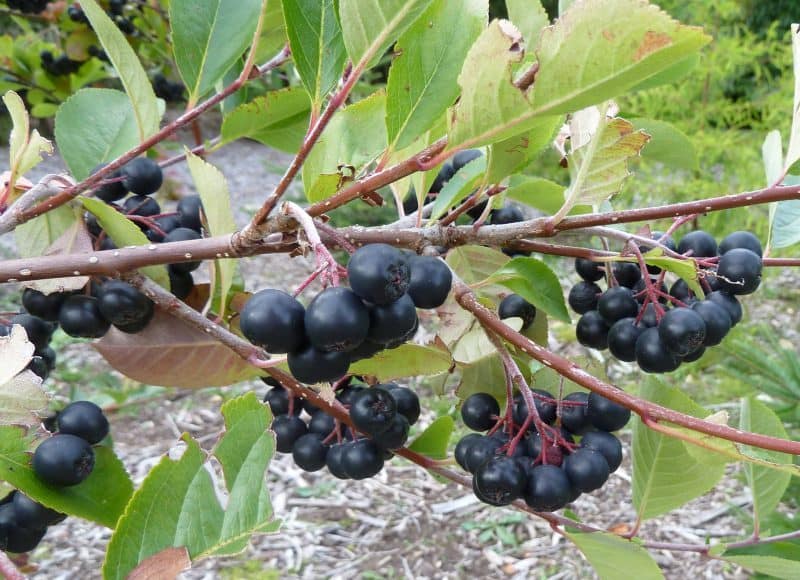 All About Aronia: Grow Your Own Superfood Berries — Ready to grow your own superfood? Check out aronia berries, which make an excellent addition to the permaculture food forest, hedgerow, or edible landscape.