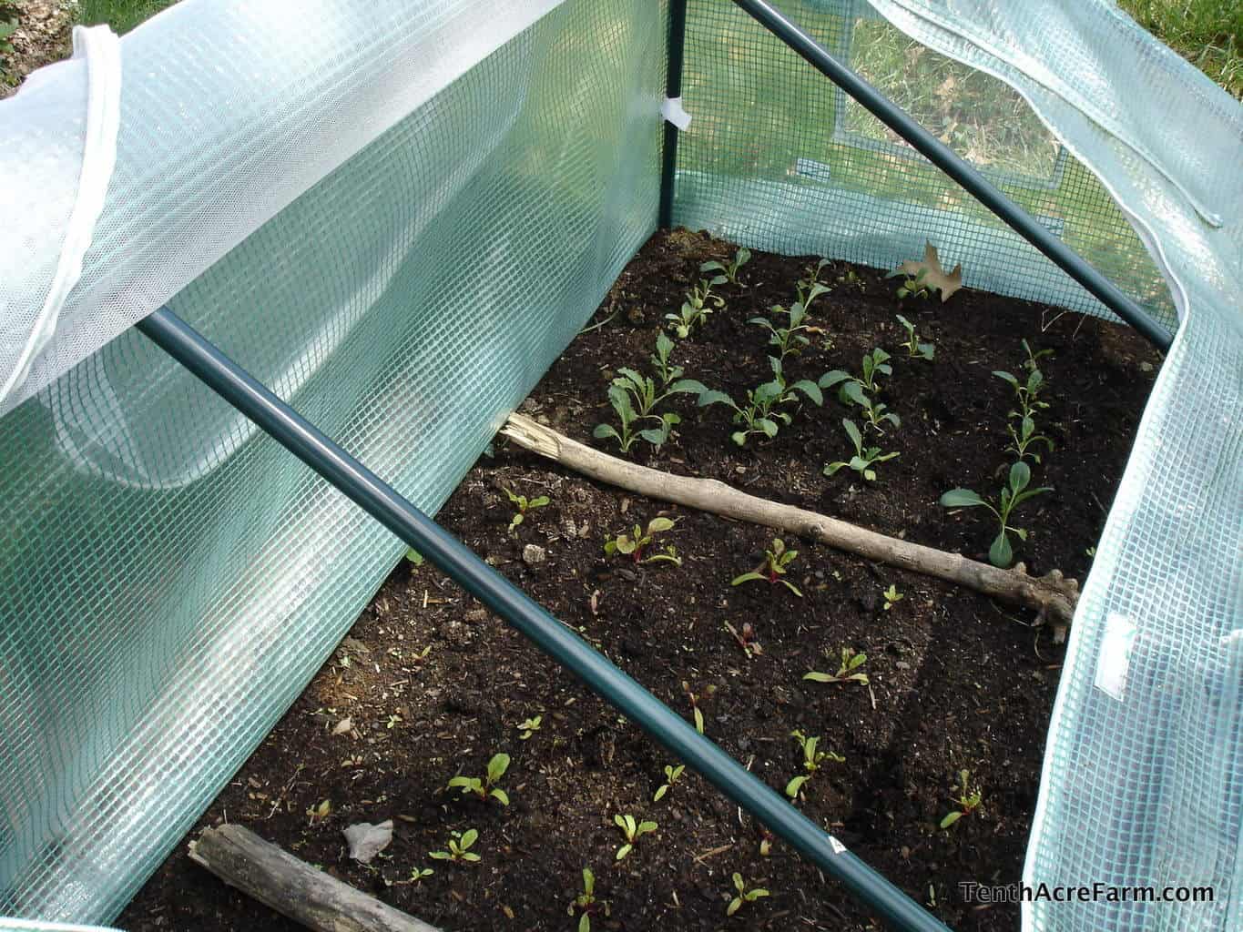 How to Protect Cold Weather Crops with a Cold Frame Tenth Acre Farm