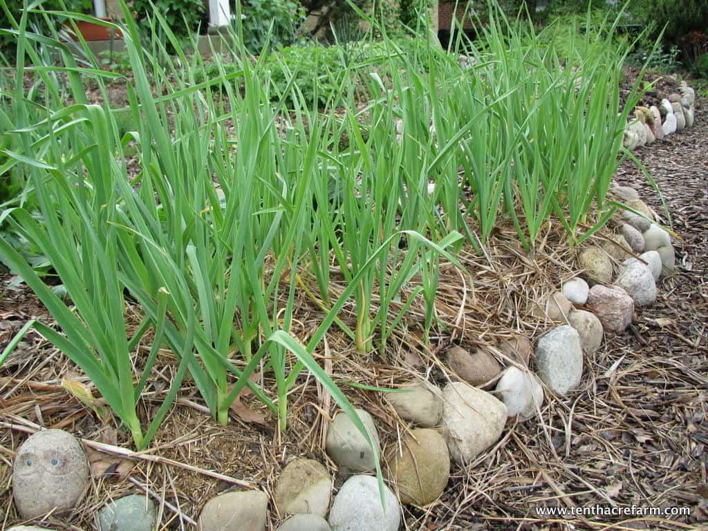When to Harvest & How to Store Garlic Tenth Acre Farm