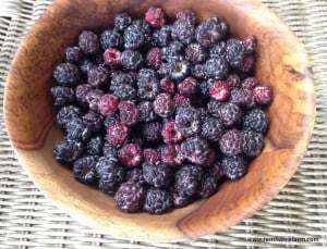 How to Grow Black Raspberries - Tenth Acre Farm