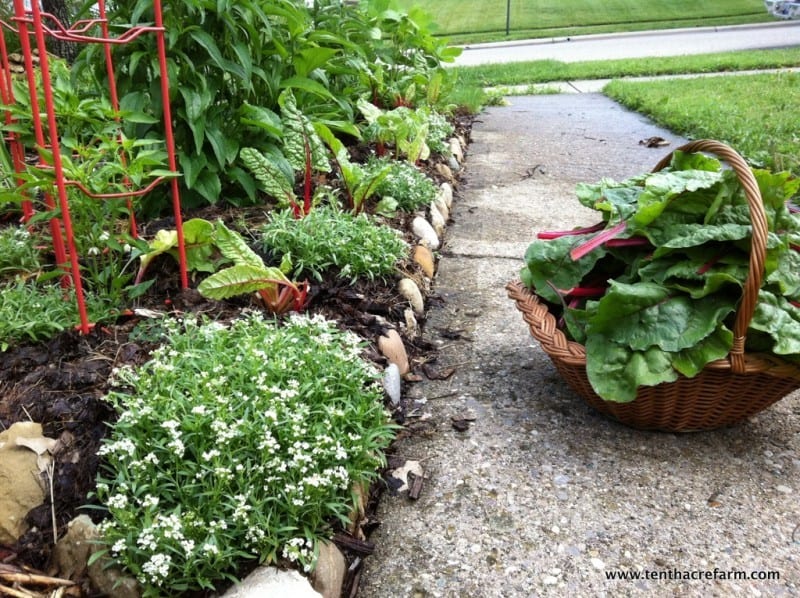 front yard farm