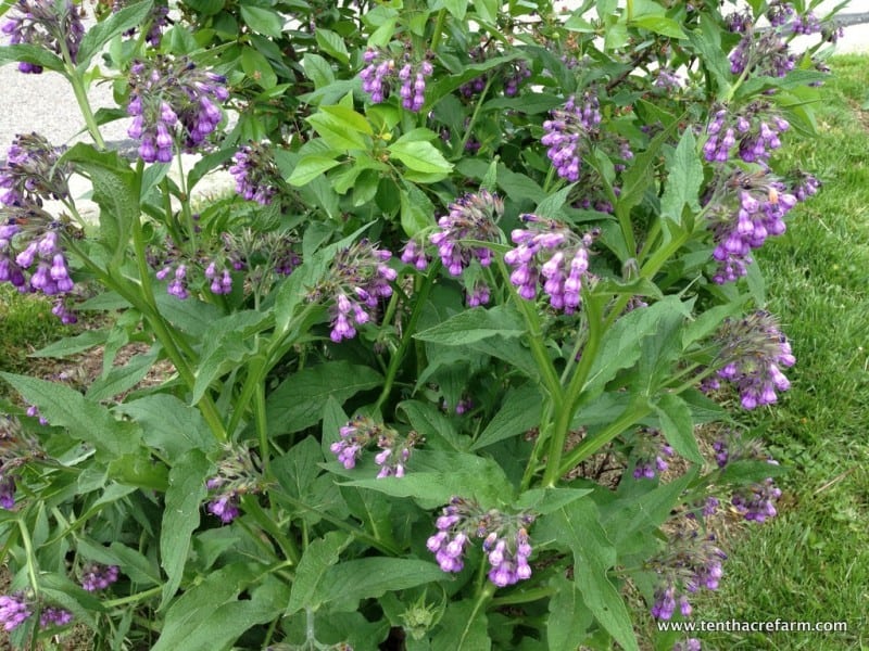 flowering comfrey plant