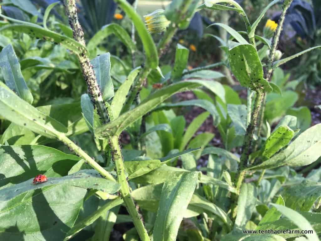 7 Reasons to Grow Calendula Officinalis - Tenth Acre Farm