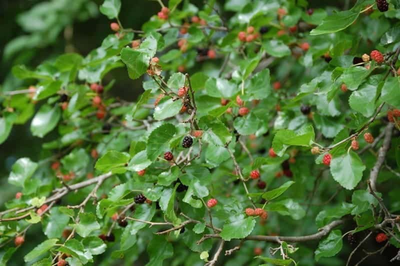 Mulberry tree