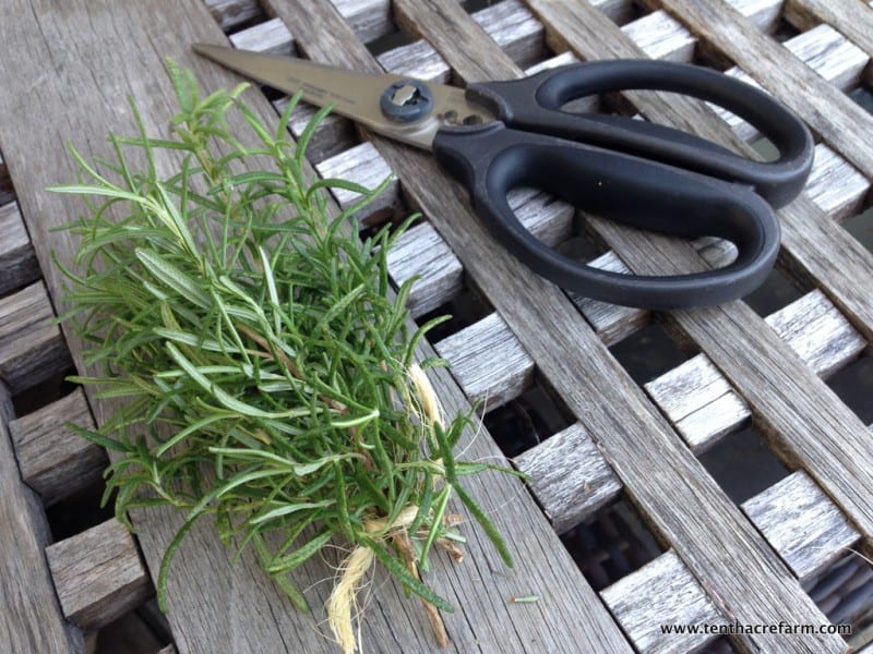 Pruning fresh rosemary