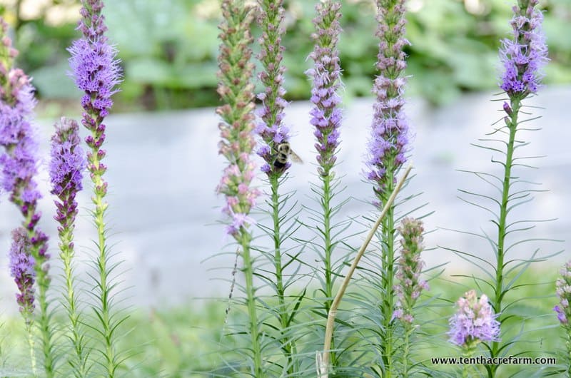 Find the Edibles in the Edible Landscape