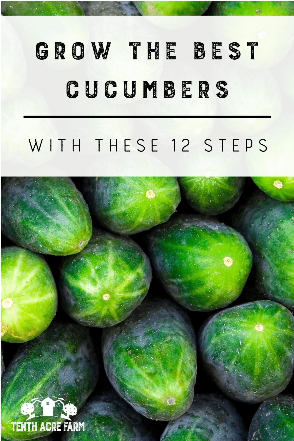 Grow the Best Cucumbers with These 12 Steps Tenth Acre Farm