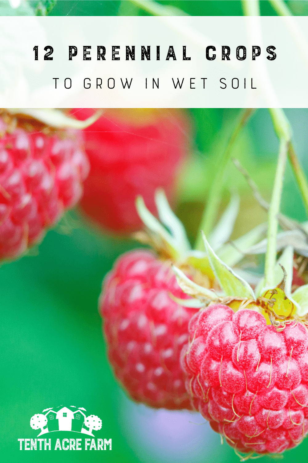 12 Perennial Crops to Grow in Wet Soil Tenth Acre Farm