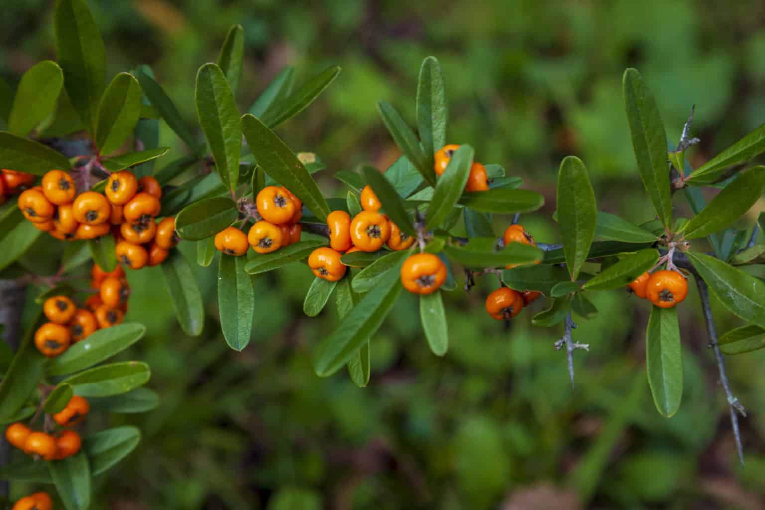 4 Berry Bushes that Fertilize, Too! USA NEWS