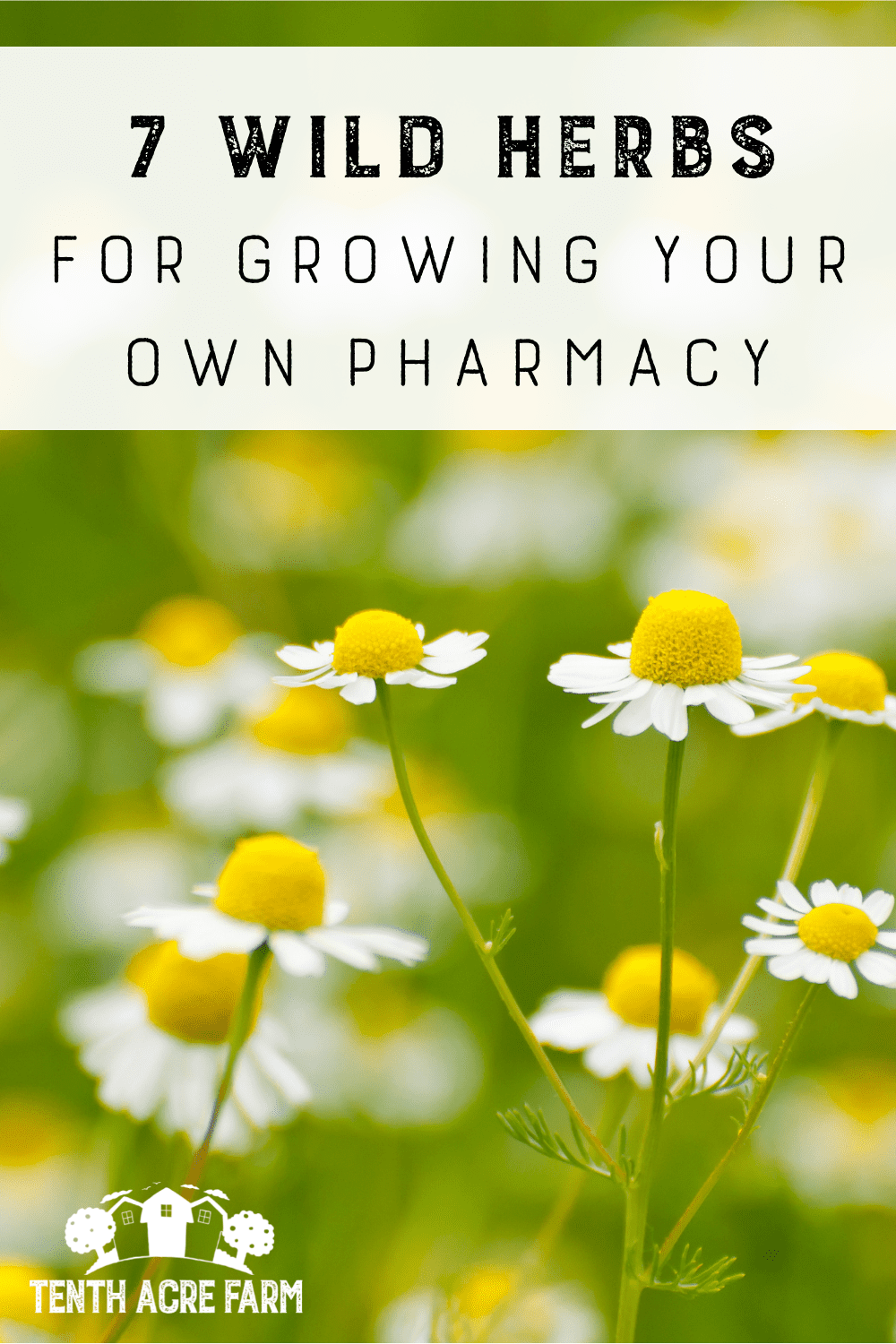 7 Wild Herbs for Growing Your Own Pharmacy Tenth Acre Farm
