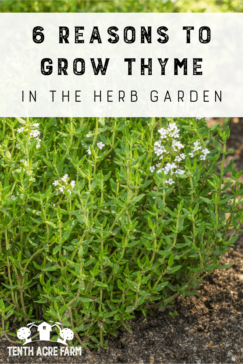 6 Reasons to Grow Thyme in the Herb Garden Tenth Acre Farm
