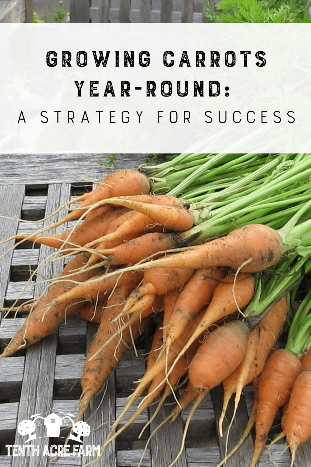 Growing Carrots YearRound A Strategy for Success Tenth Acre Farm