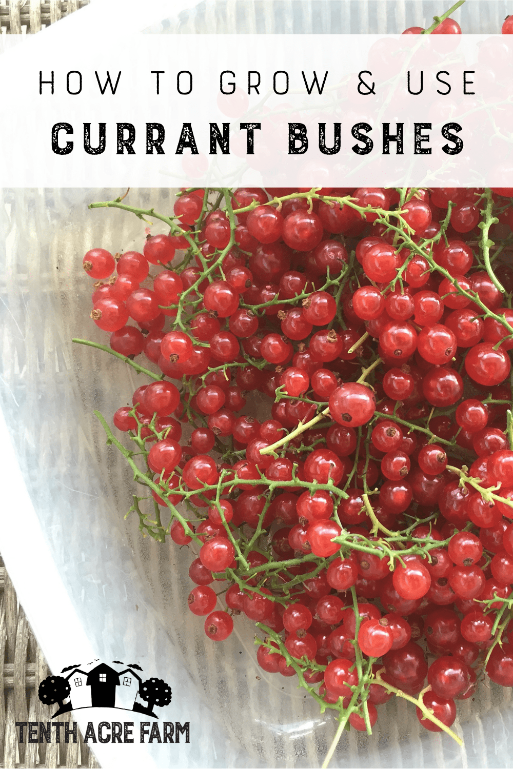 How to Grow and Use Currant Bushes Tenth Acre Farm