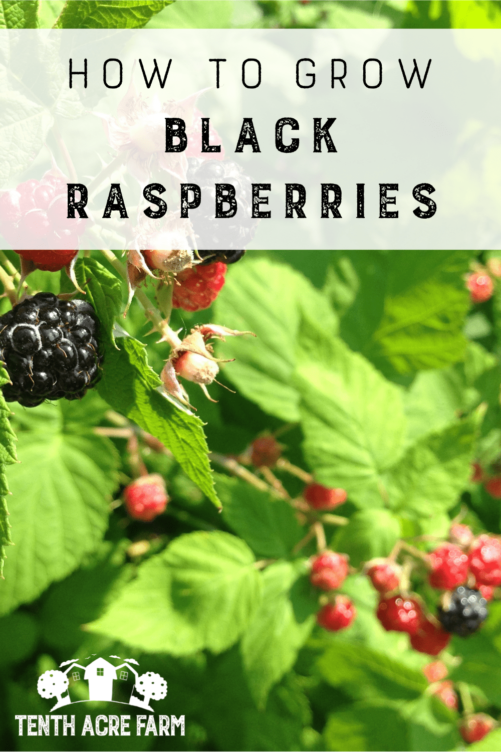 How to Grow Black Raspberries Tenth Acre Farm