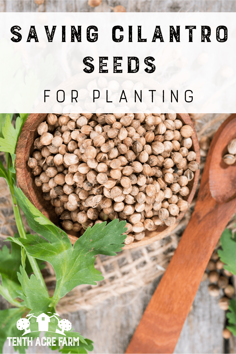 Saving Cilantro Seeds for Planting Tenth Acre Farm