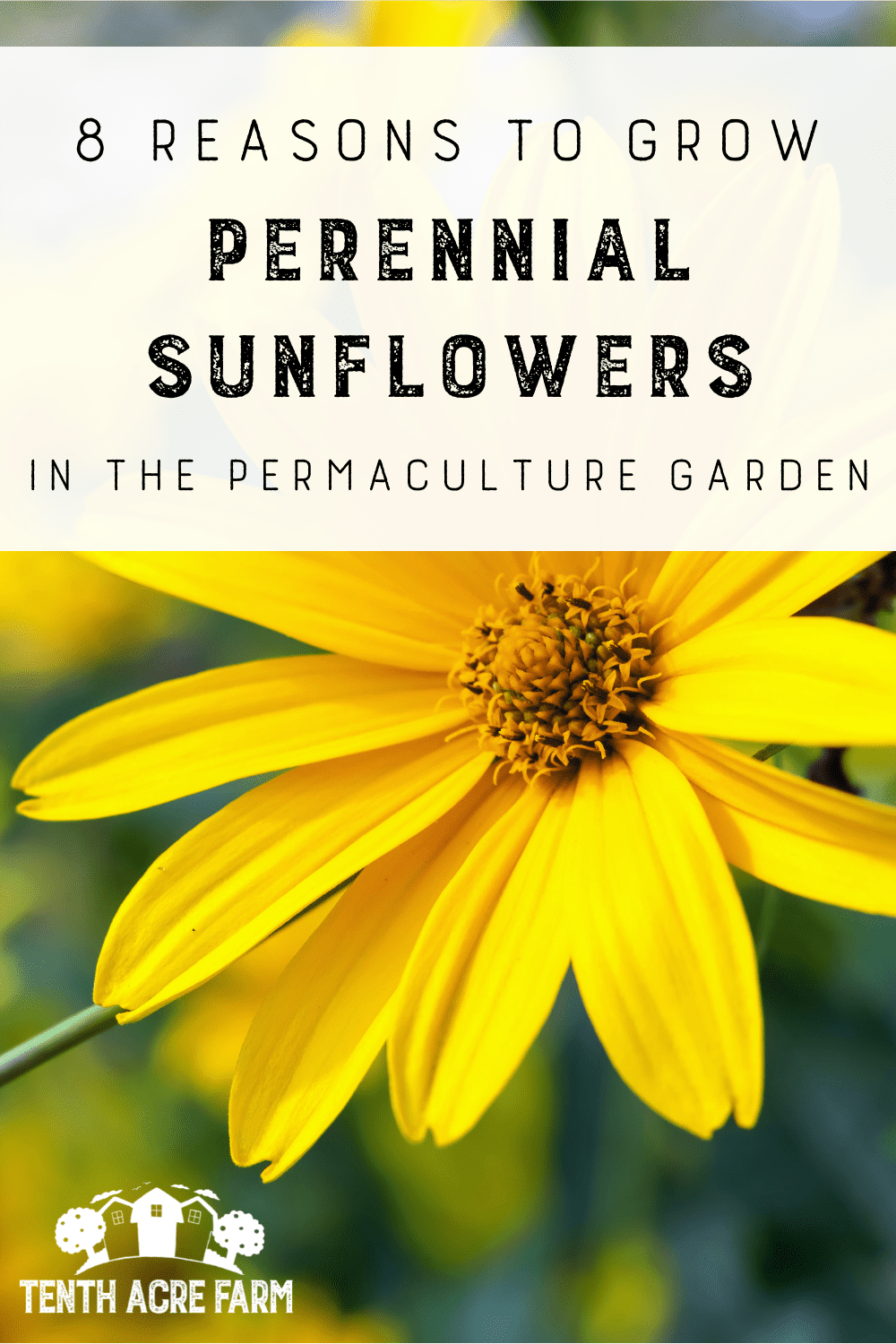 8 Reasons to Grow Perennial Sunflowers in the Permaculture Garden