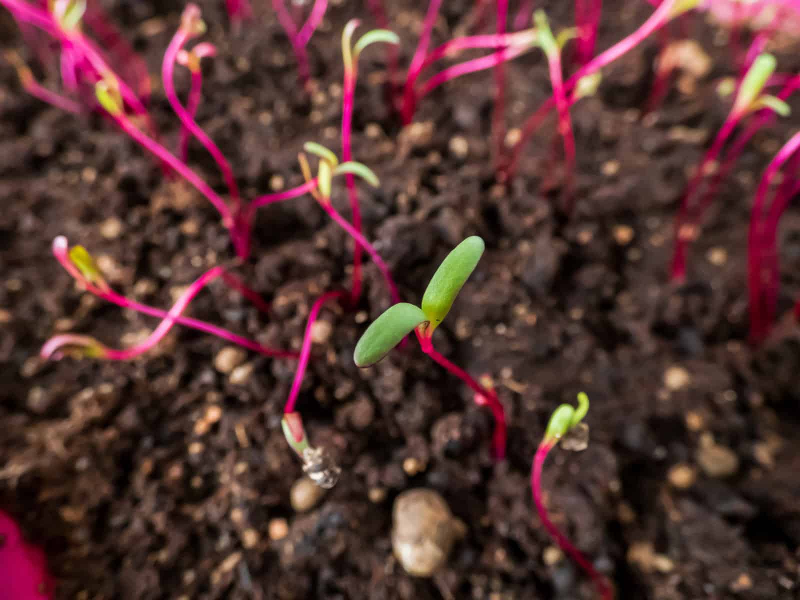 Growing and Harvesting Beets YearRound Tenth Acre Farm