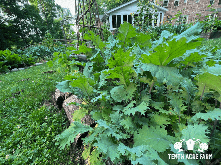 What Do You See? How to Use the Power of Observation in Permaculture