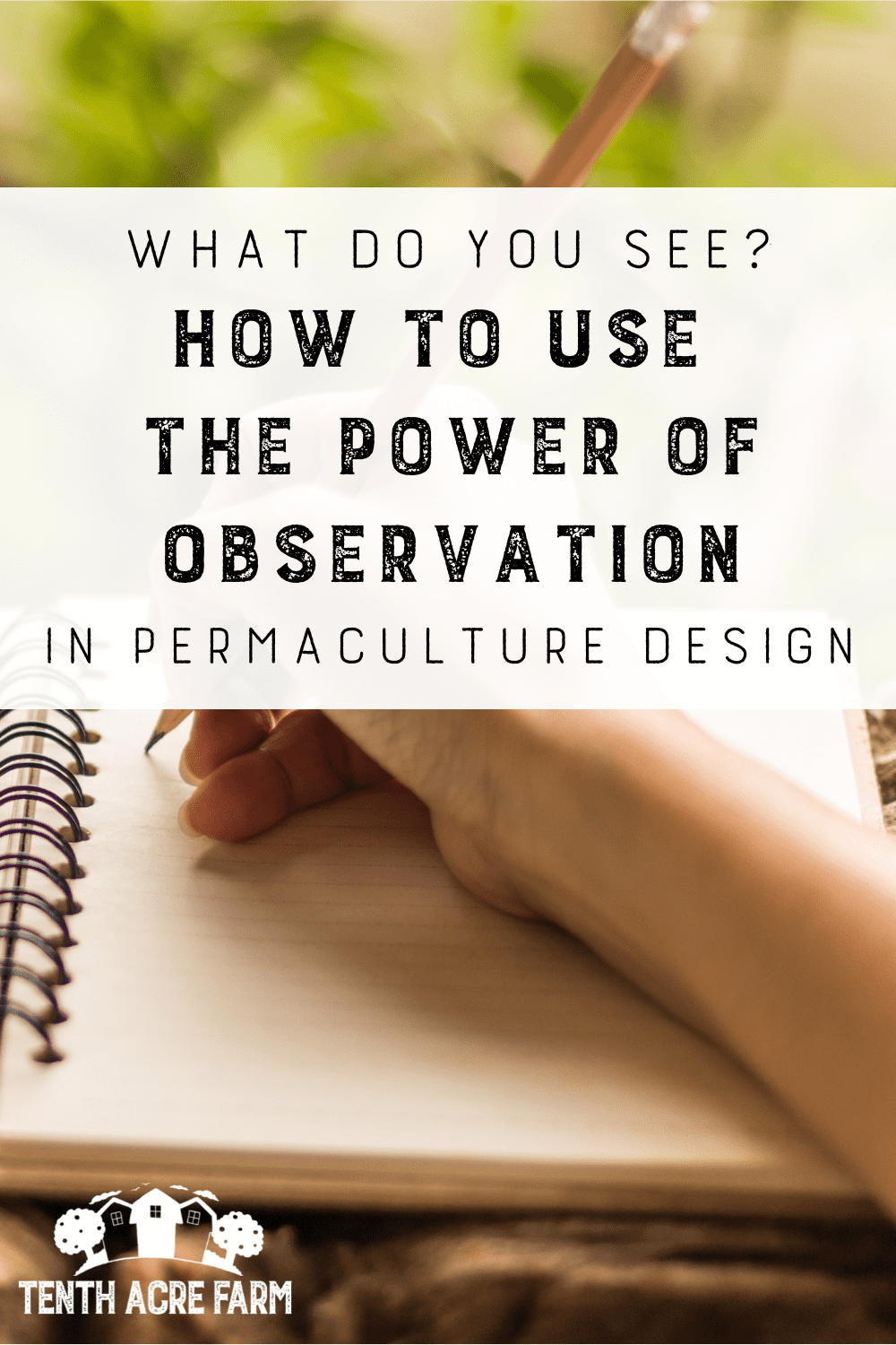 What Do You See? How to Use the Power of Observation in Permaculture