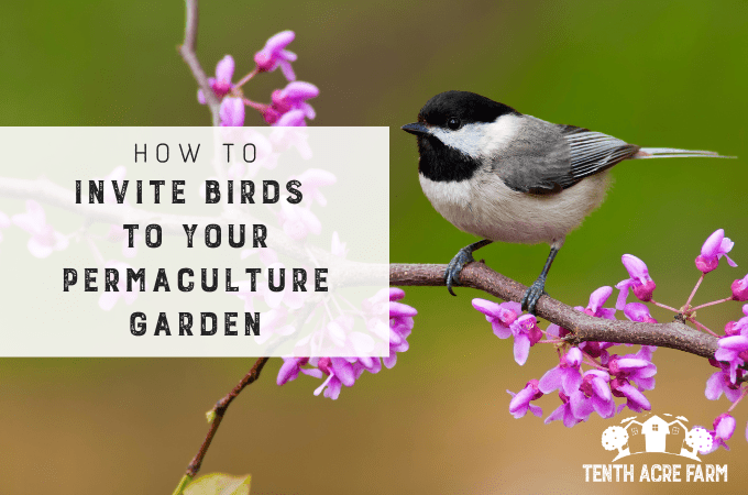 Invite Birds to Your Permaculture Garden