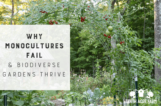 Tomato plants growing on an arched trellis above a diversity of other crops and flowers.
