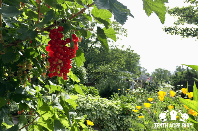 Red currant berries hang from a currant bush surrounded by a diversity of plants.