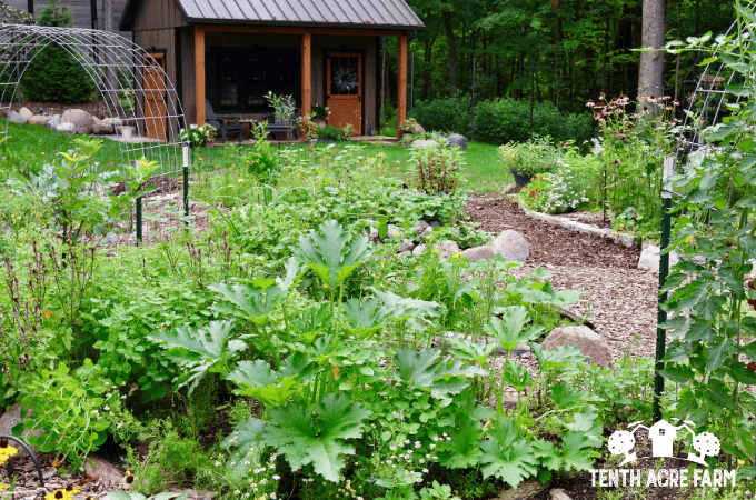 Zucchini plant surrounded by flowering plants