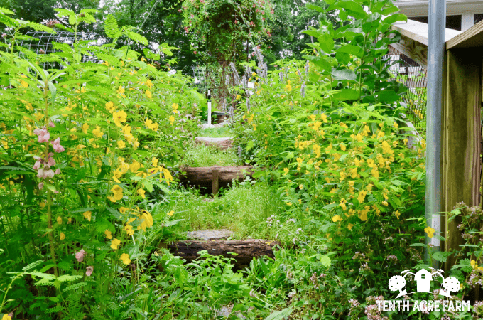 Flowering plants flank a stepped walkway