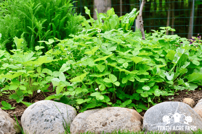 Alpine strawberry ground cover underneath young plum tree