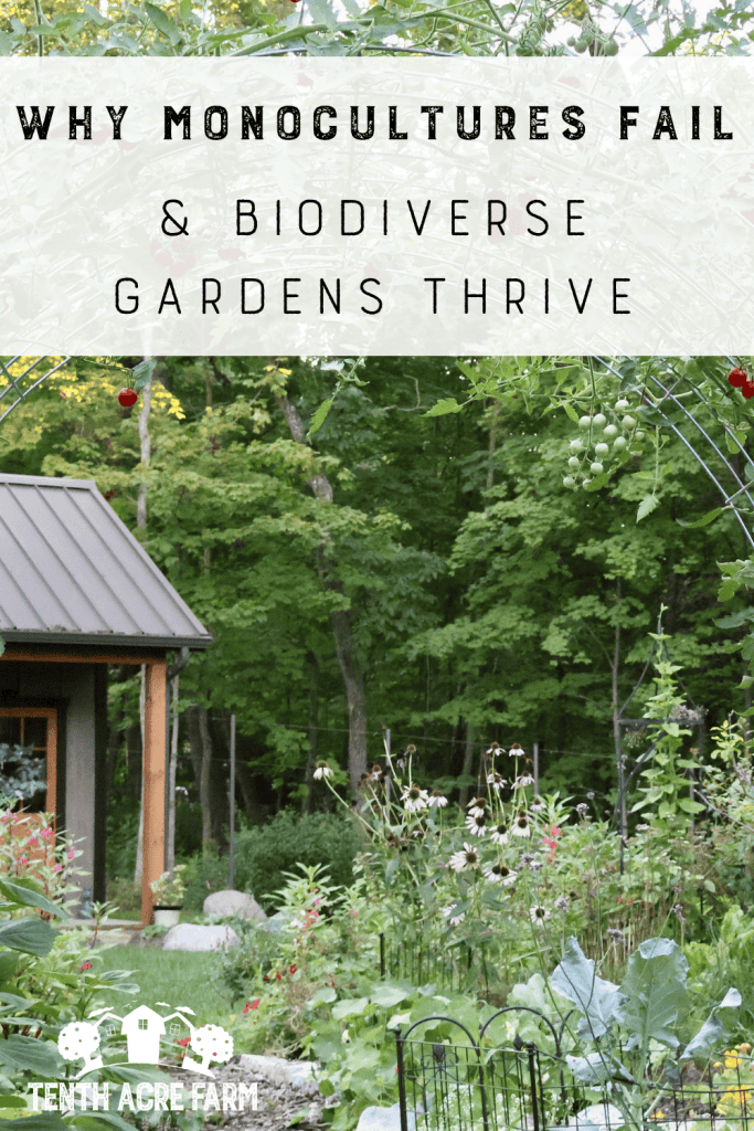Tomato plants grow on arched trellis above a diversity of other crops and flowers.