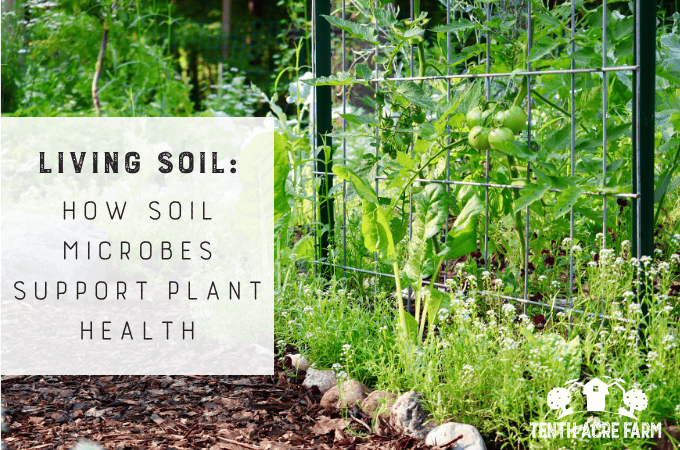 tomatoes growing on a trellis intermingled with other crops and flowers